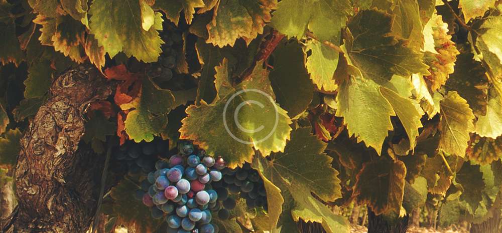 Obavijest vinogradarima 27. svibnja 2020.